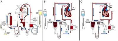 Extending heart preservation to 24 h with normothermic perfusion